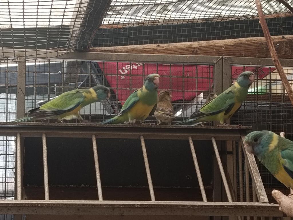2026 cloncurry parkiet ruilen tegen een man van 25 of 26, Dieren en Toebehoren, Mannelijk, Parkiet