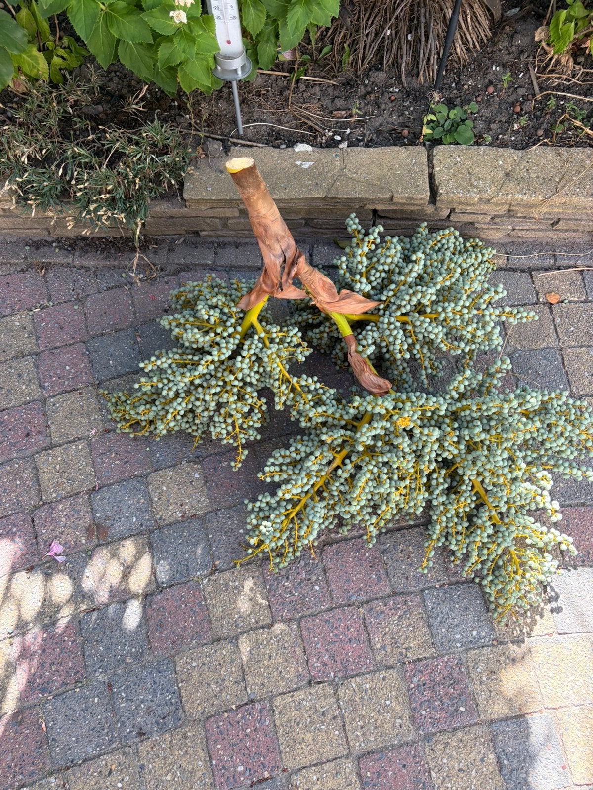 Grote dadeltakken vers van de palm, Ophalen, Overige soorten, Minder dan 100 cm, Zomer
