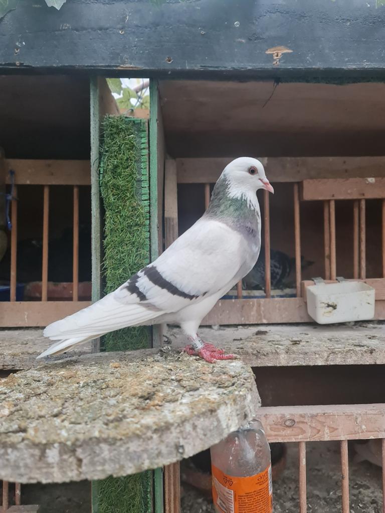 Doffer, Dieren en Toebehoren, Mannelijk, Kropper