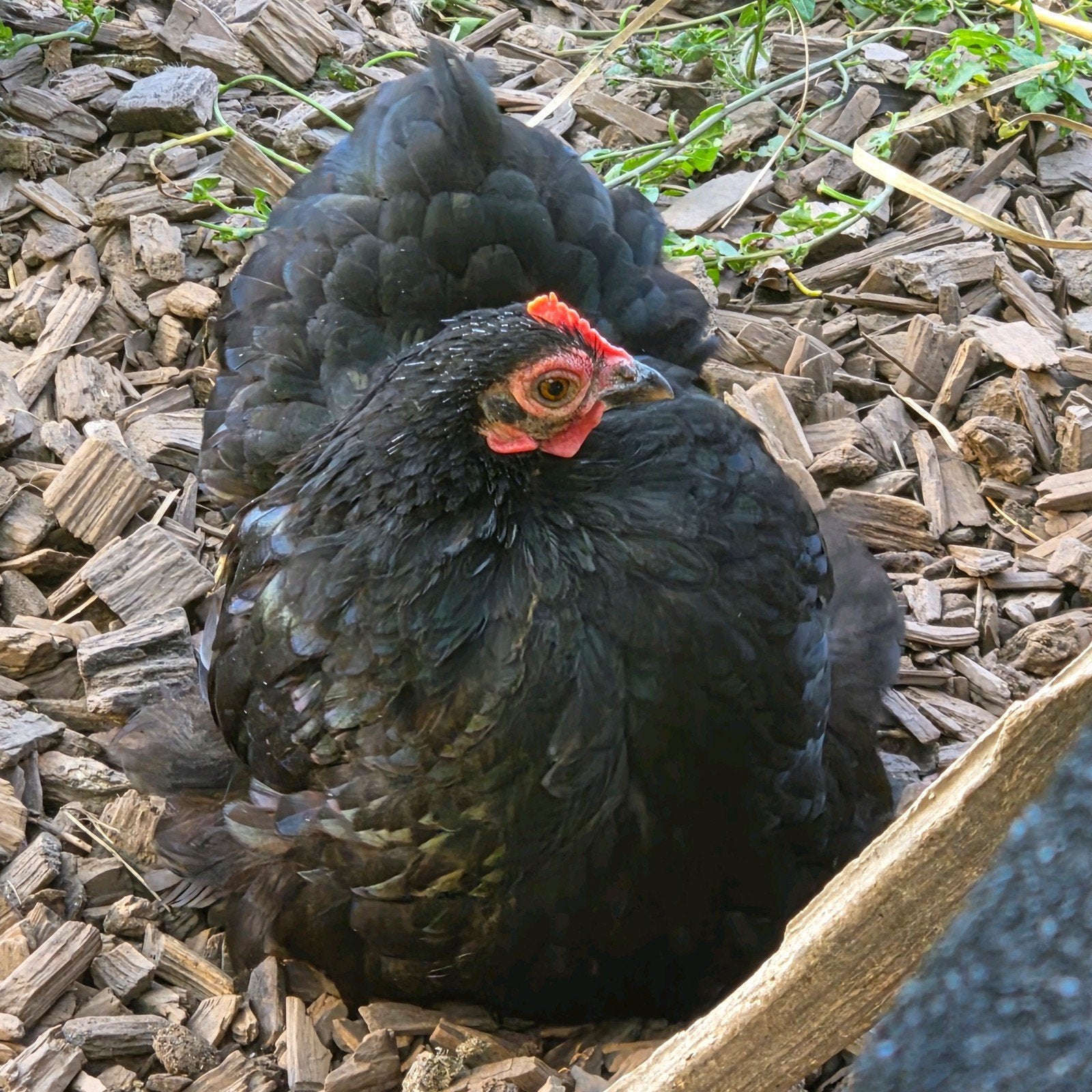 Cochin kriel, Dieren en Toebehoren, Meerdere dieren, Kip