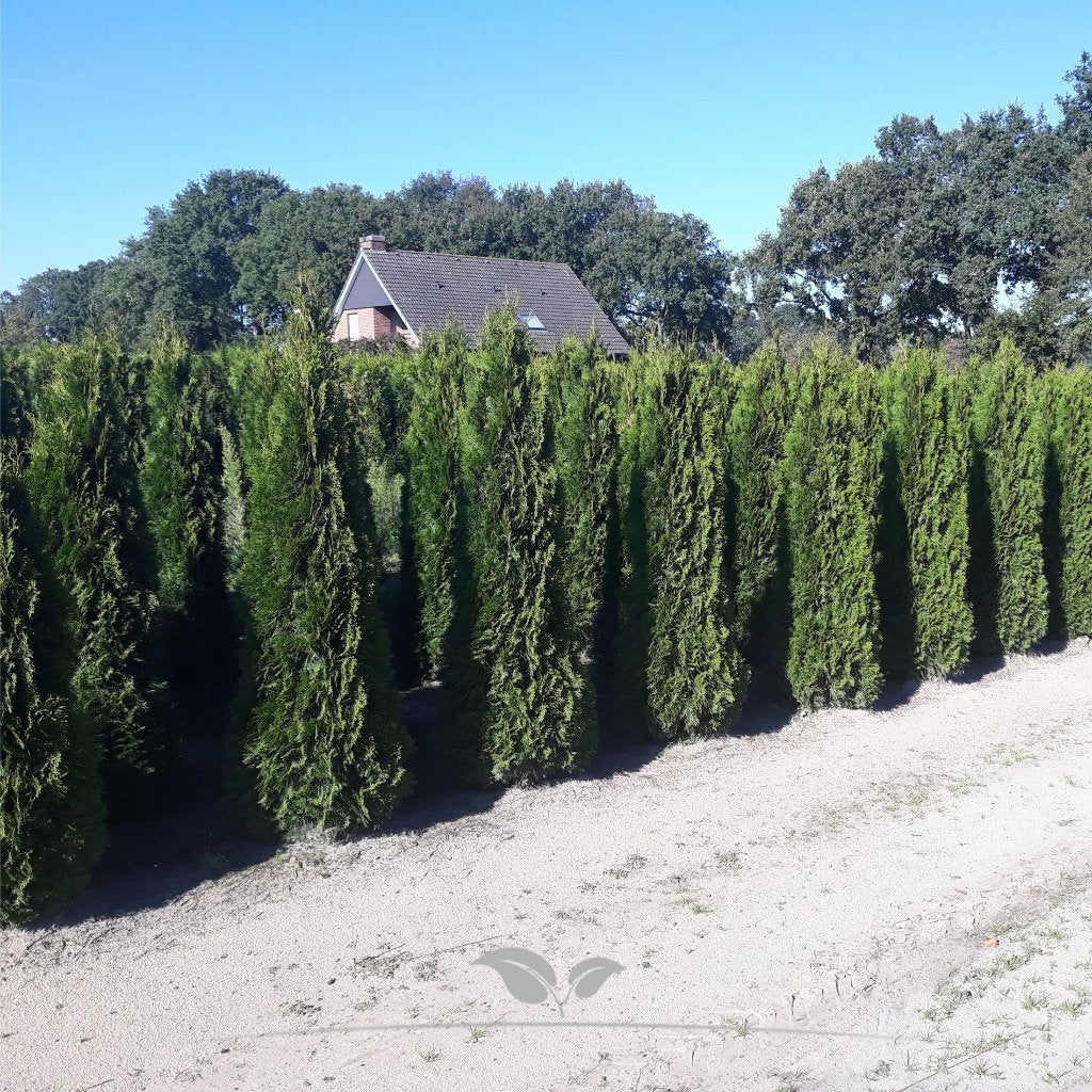Thuja Smaragd coniferen - Verschillende maten leverbaar, Ophalen of Verzenden, Conifeer, Haag, 100 tot 250 cm