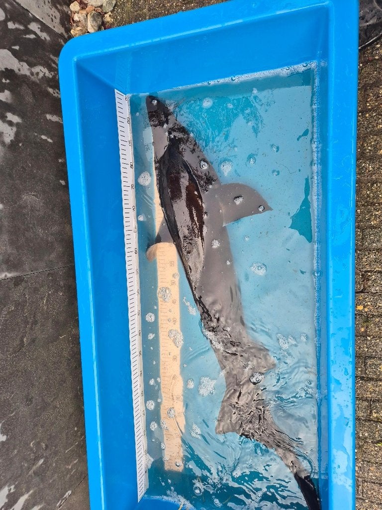 Beluga steur, Dieren en Toebehoren, Steur