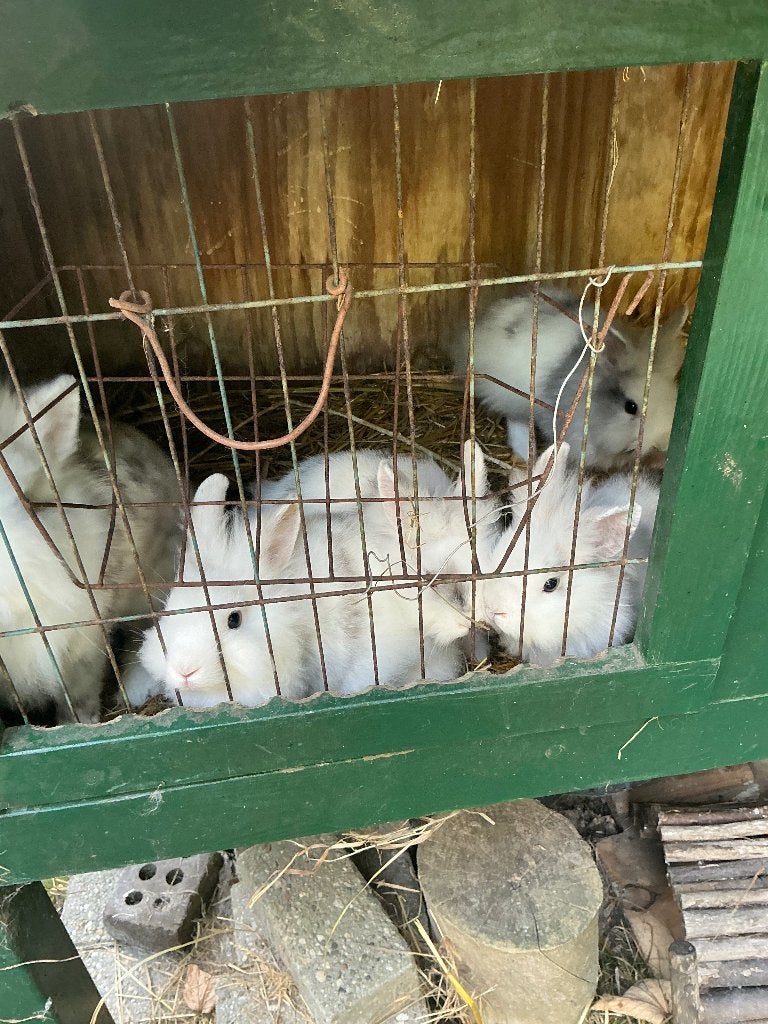 Jonge konijnen, leeuwenkop, Meerdere dieren