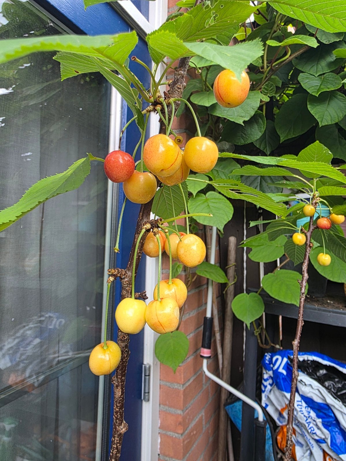 Terras Kers 'Lapins' - Zoete Gele Kersenboom, Tuin en Terras, Ophalen