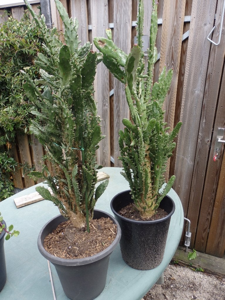 Te koop mooie grote cactussen., Ophalen, Minder dan 100 cm, Volle zon, In pot