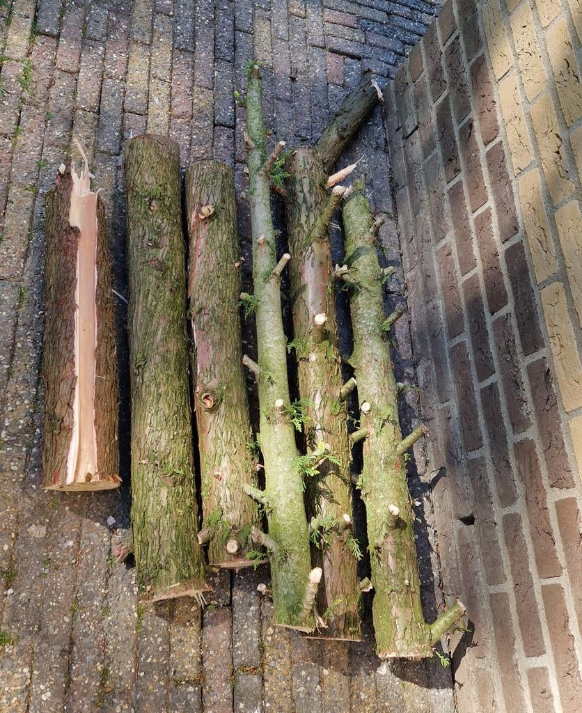 Hout van Thuja -  gratis, Tuin en Terras, Minder dan 3 m³, Ophalen, Overige houtsoorten, Stammen