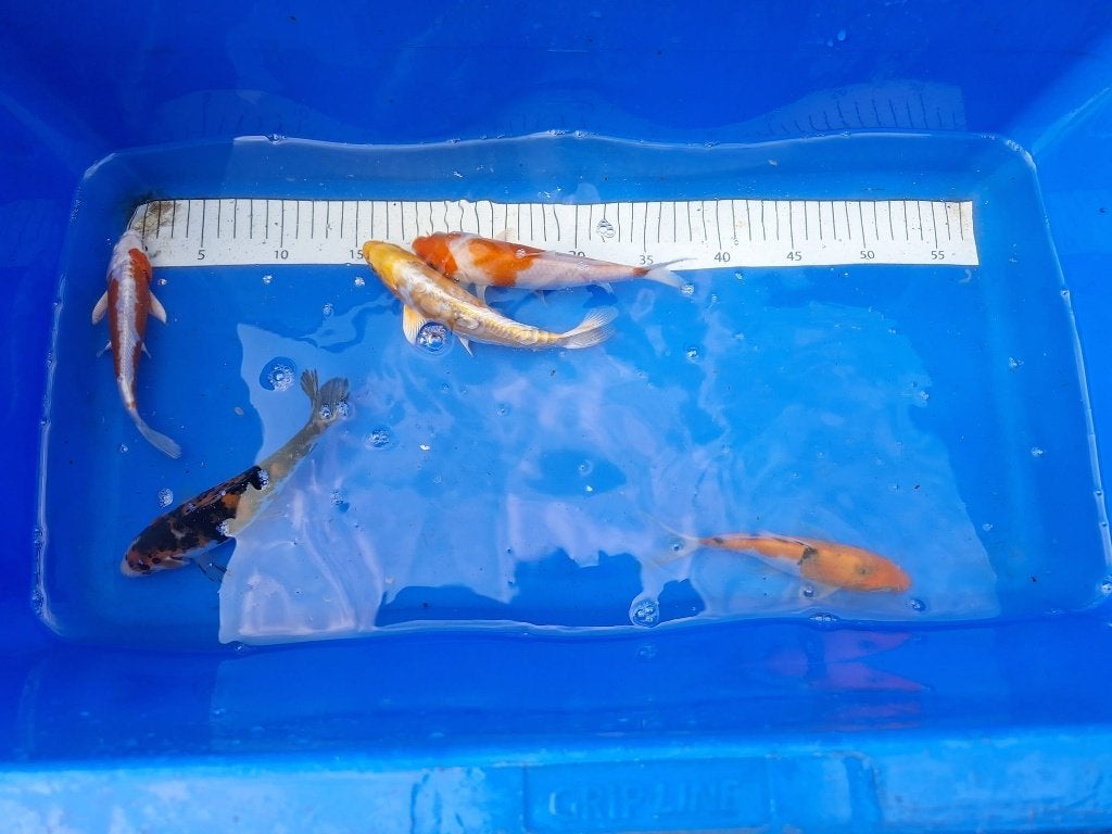 HERFSTAANBIEDING, KOI UITVERKOOP 5 VOOR 4 € 12 PS, Dieren en Toebehoren, Karper of Koi