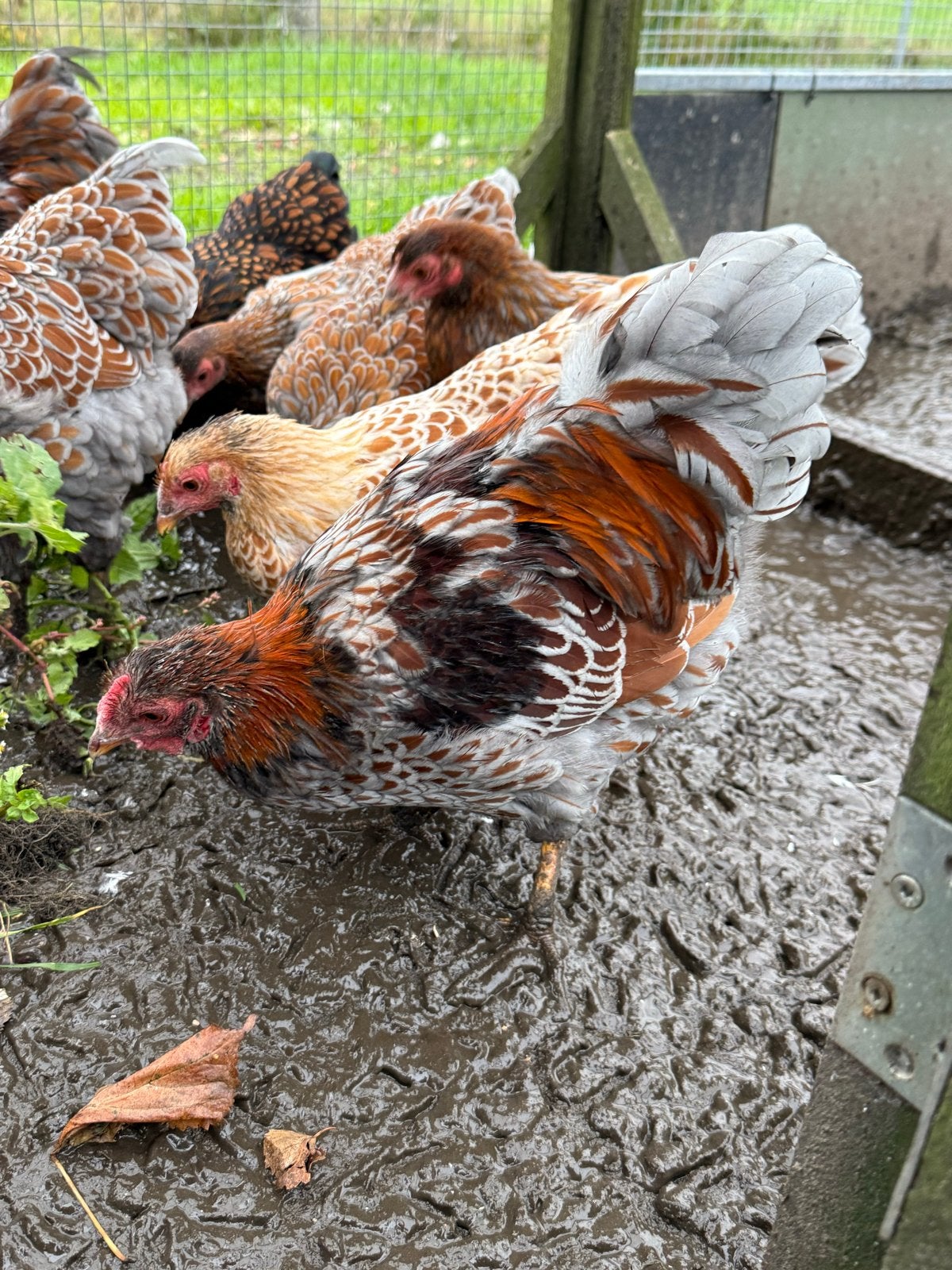 Wyandotte kriel hanen, Dieren en Toebehoren, Kip