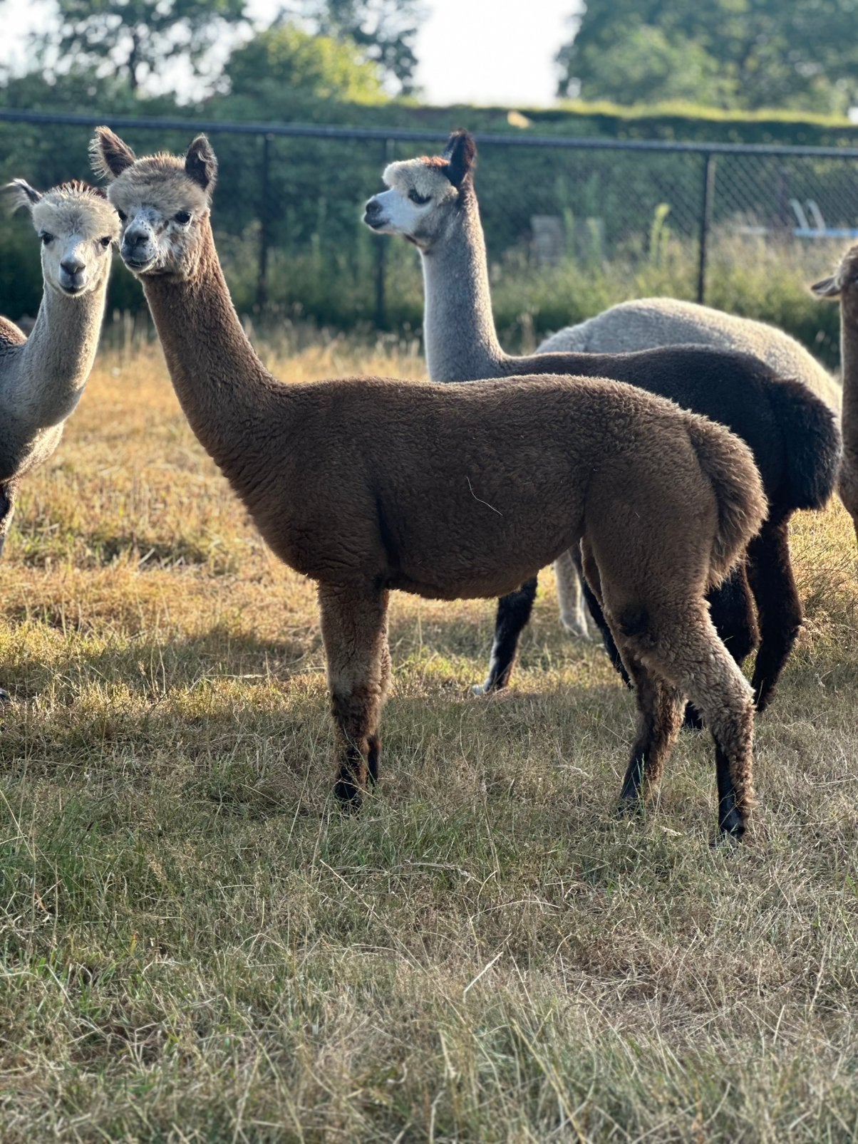 Harlekijn appaloosa alpaca merrie 1 jaar, Augustus, Vrouwelijk