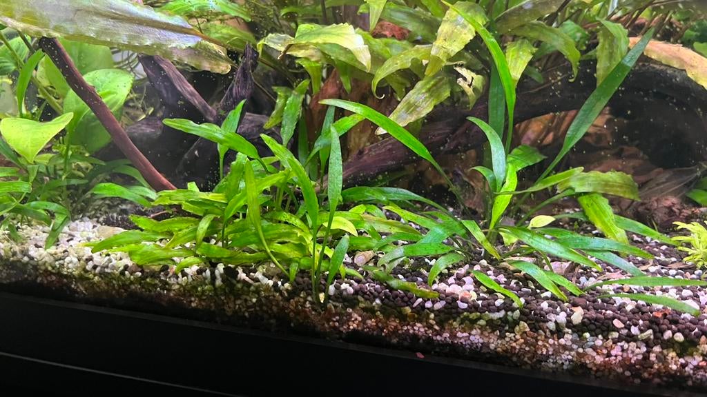 Cryptocoryne Undulata stekjes, Dieren en Toebehoren, Ophalen, Plant(en), Steen of Hout