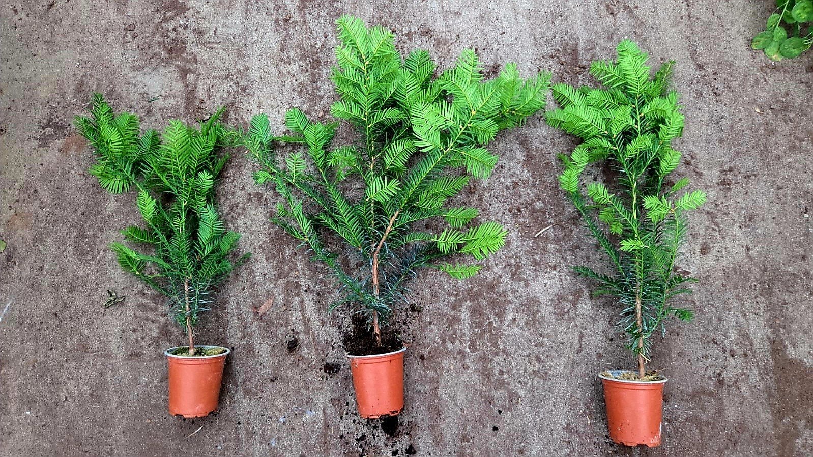 Taxus baccata 🌳 wintergroene haagplant🌳, Ophalen, Bloeit niet, Overige soorten, Volle zon