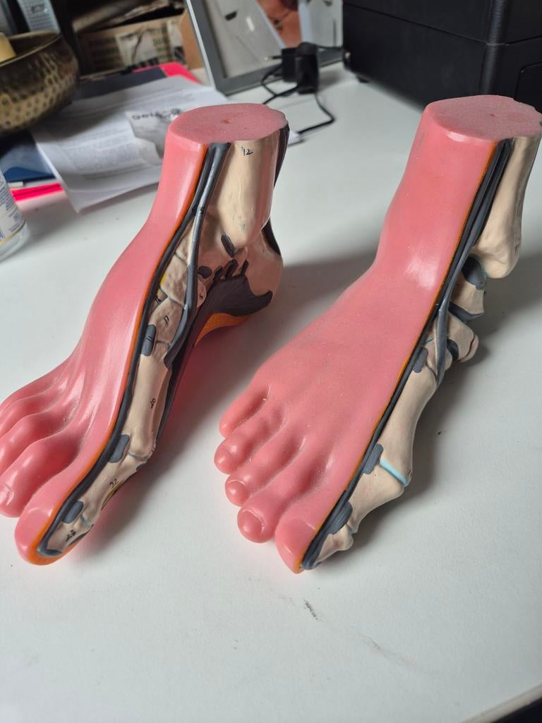 Model voeten voor pedicure, Ophalen of Verzenden, Overige typen