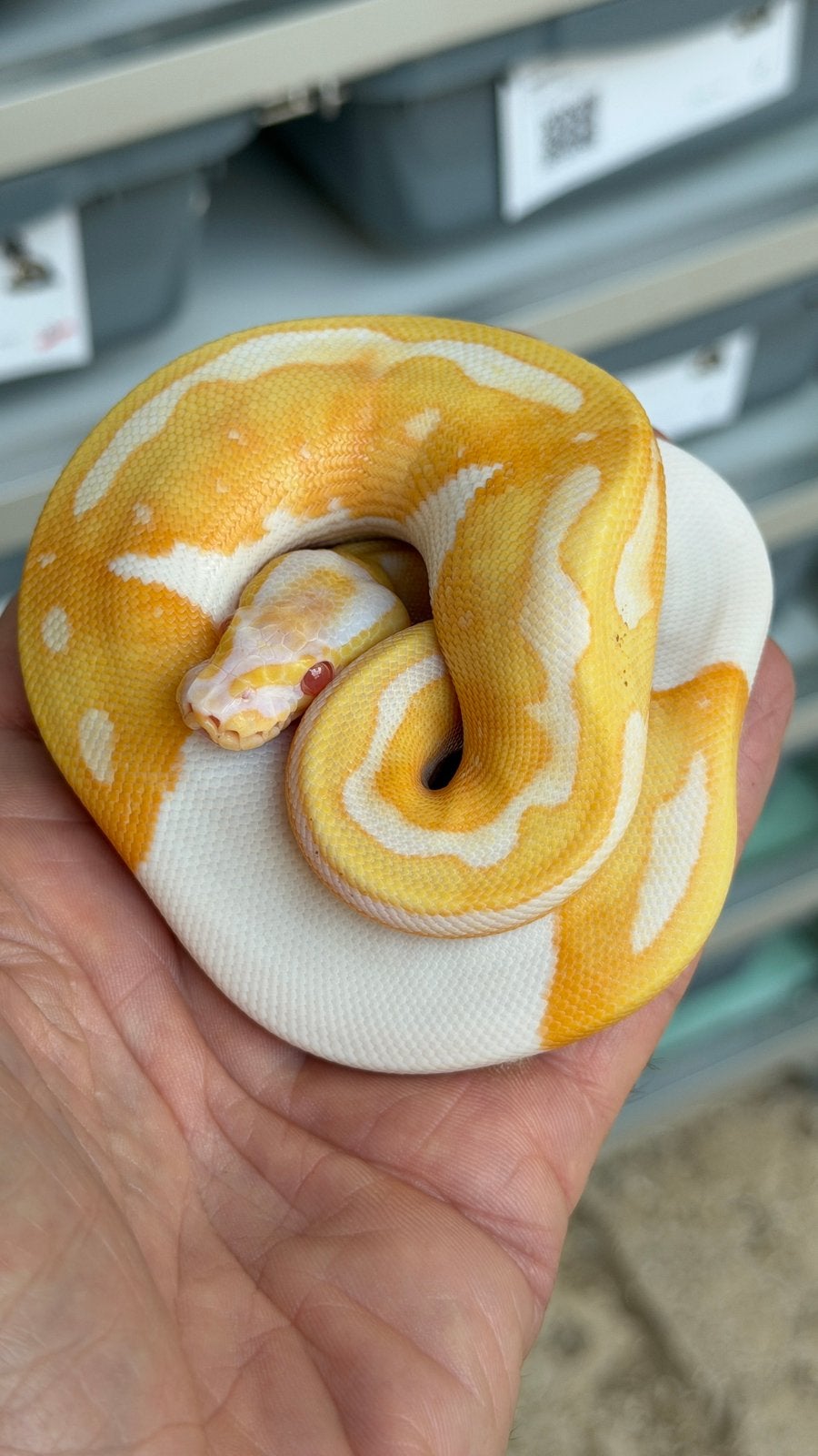 Super mooie albino pieds ball python Ball Python photo 6