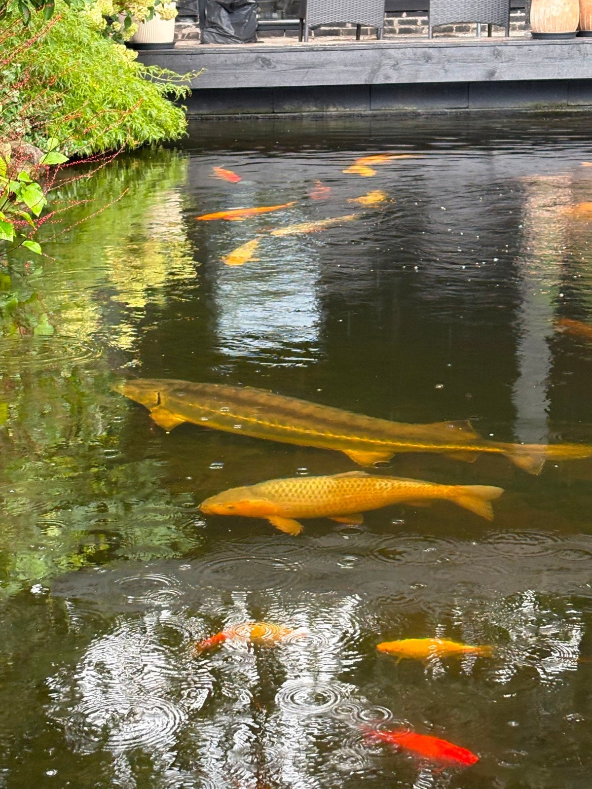 Grote steur 120+ cm, Dieren en Toebehoren, Vissen | Vijvervissen, Steur