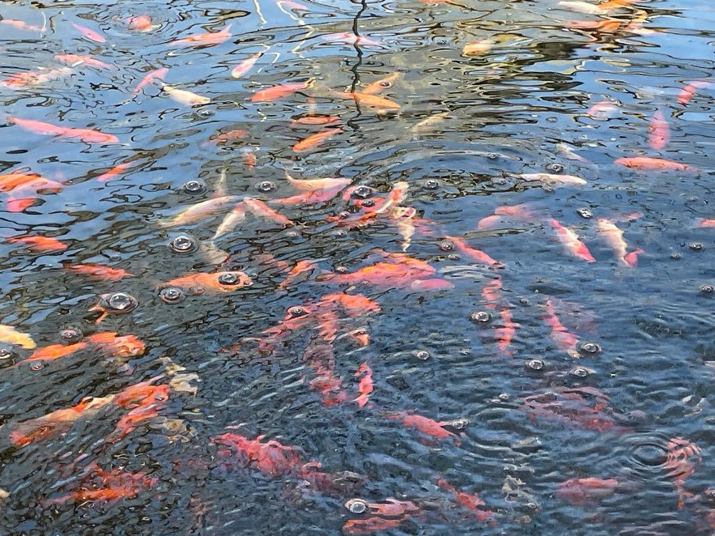 Koi Karpers, Karper of Koi