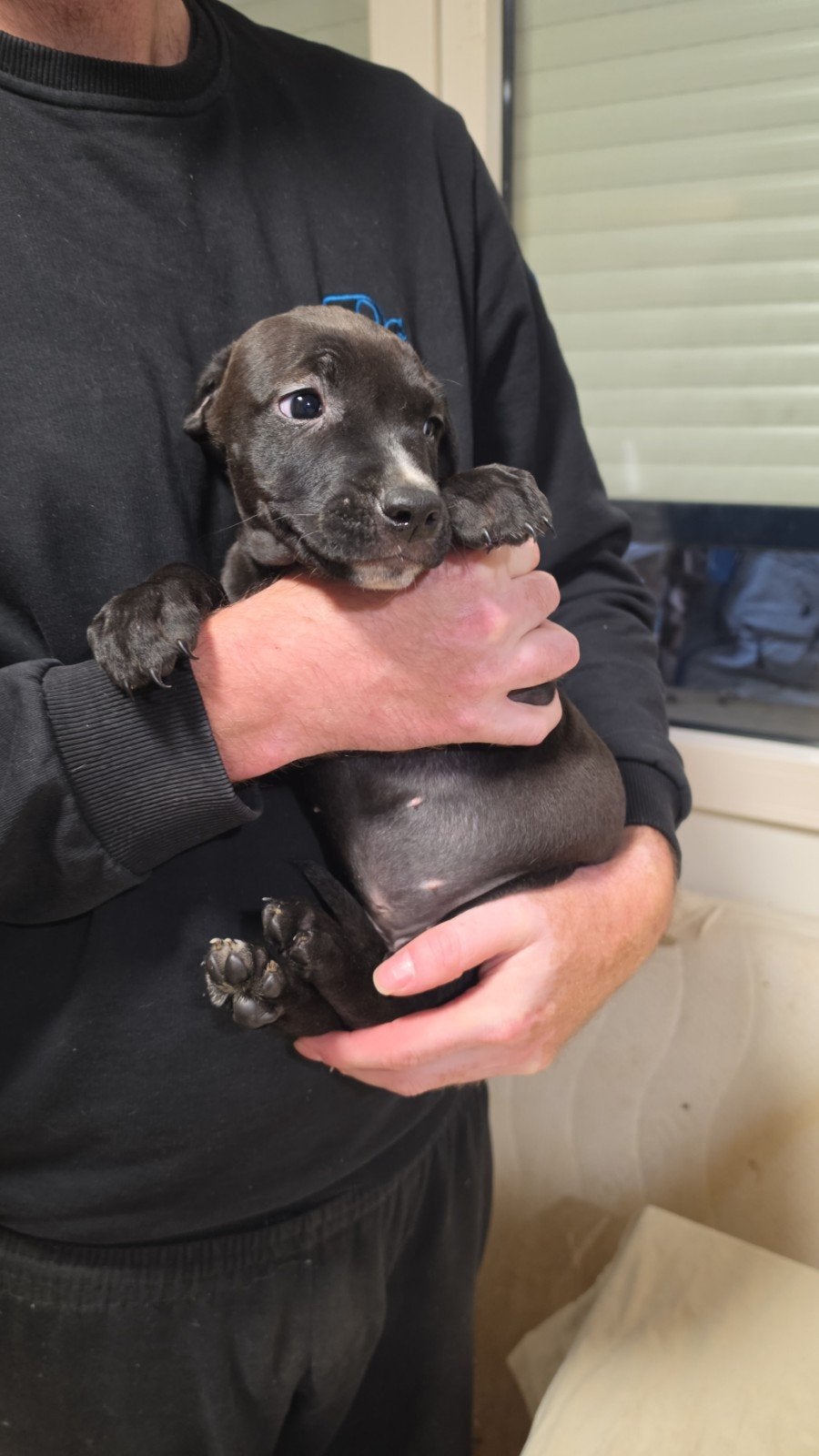 Mooie lieve pups tekoop, Overige rassen, 8 tot 15 weken, Meerdere, Meerdere dieren