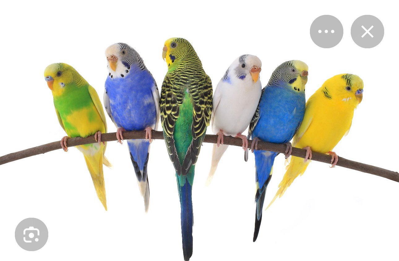 Grasparkietjes gezocht, Meerdere dieren, Parkiet