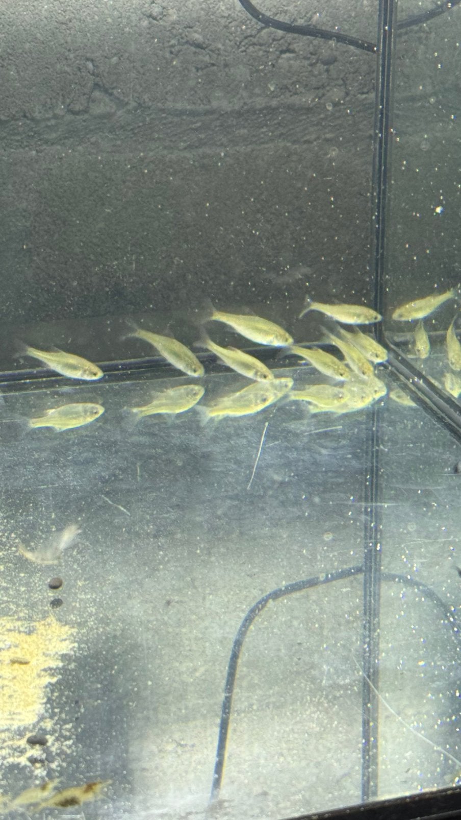 chinese bittervoorn garnaaltjes, Dieren en Toebehoren, Vissen | Aquariumvissen, Vis, Zoetwatervis, Schoolvis