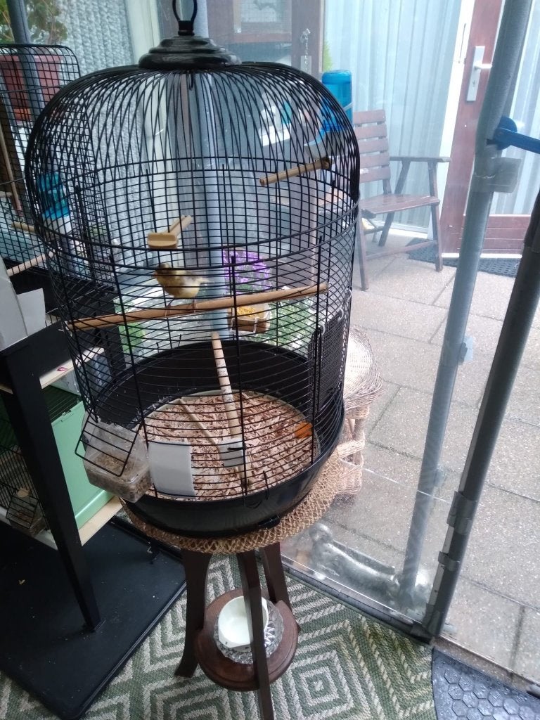 Kanarie man 2026 met kooi a 25 euro, Dieren en Toebehoren, Mannelijk, Tam