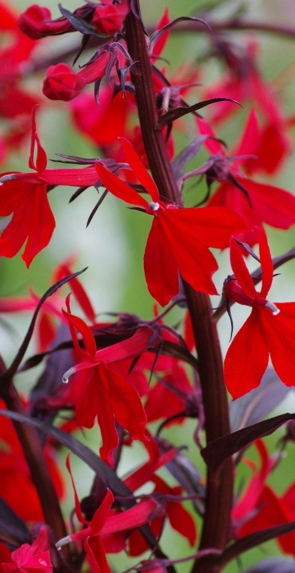 Lobelia 'Queen Victoria' - 2 liter pot - beperkt aantal, Tuin en Terras, Ophalen of Verzenden, Vaste plant, Overige soorten, Volle zon