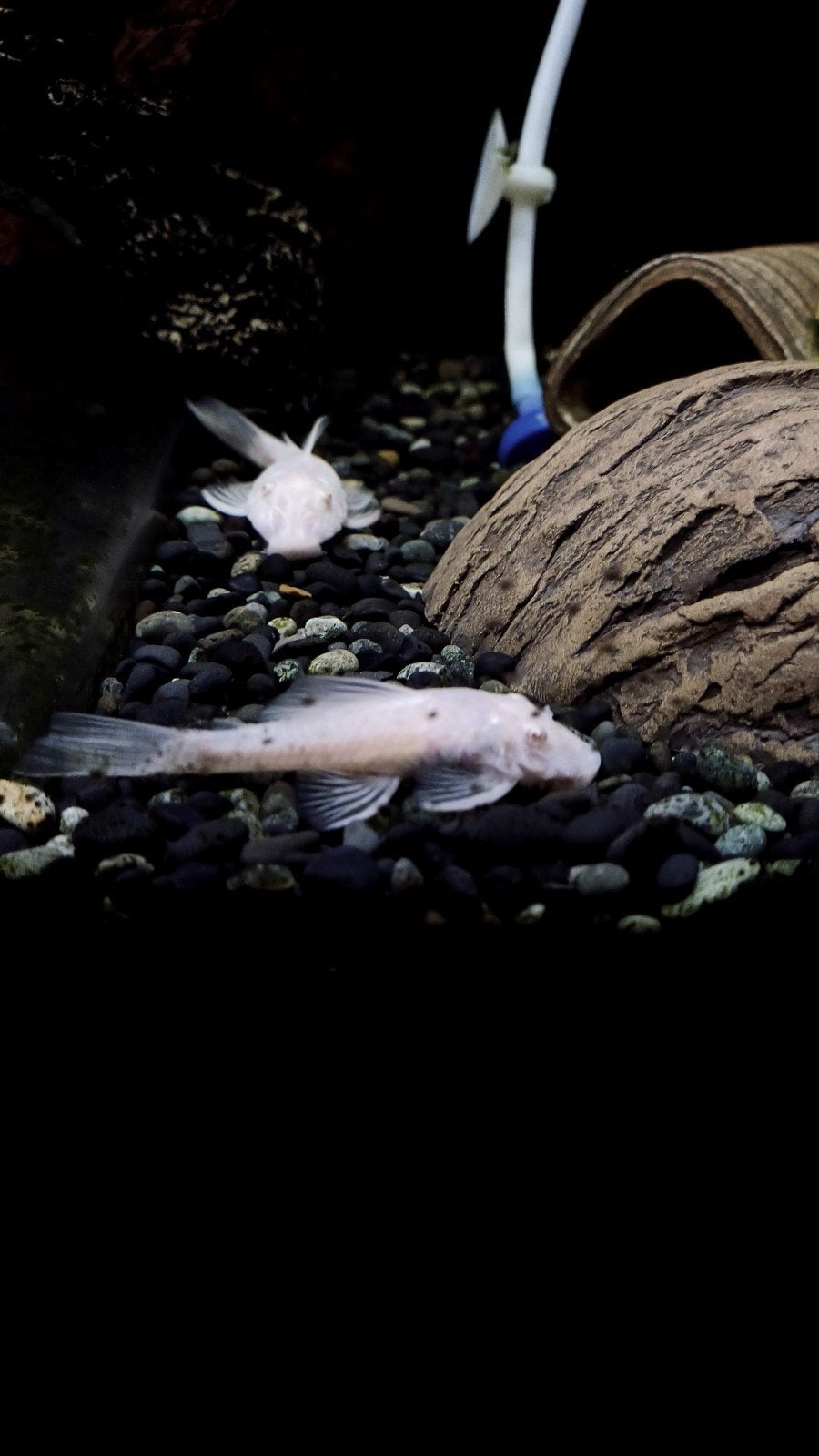 L144 snowwhite albino, Vis, Zoetwatervis
