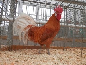 Gratis, nog 2 jonge Friese geelwitpel hanen, groot ras, Dieren en Toebehoren, Pluimvee, Mannelijk, Kip