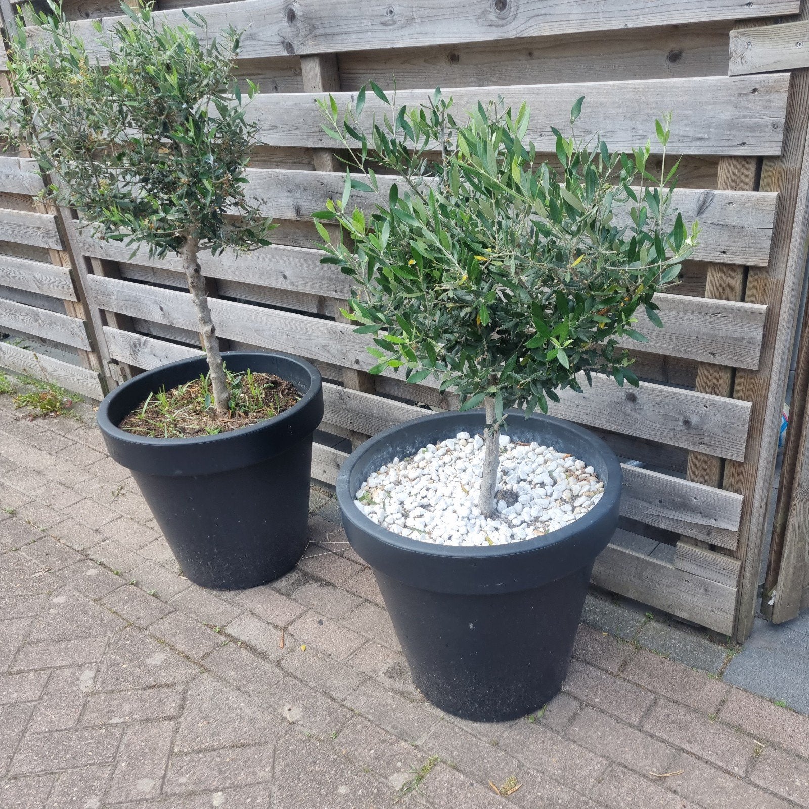 Olijfbomen, Lente, 100 tot 250 cm, Olijfboom, Ophalen