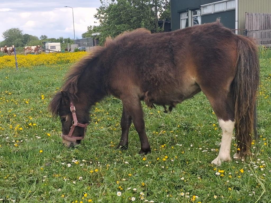 Pony's, Dieren en Toebehoren, Pony's, Meerdere dieren, Onbeleerd, A pony (tot 1.17m), Recreatiepony, 0 tot 2 jaar, Gechipt, Ontwormd
