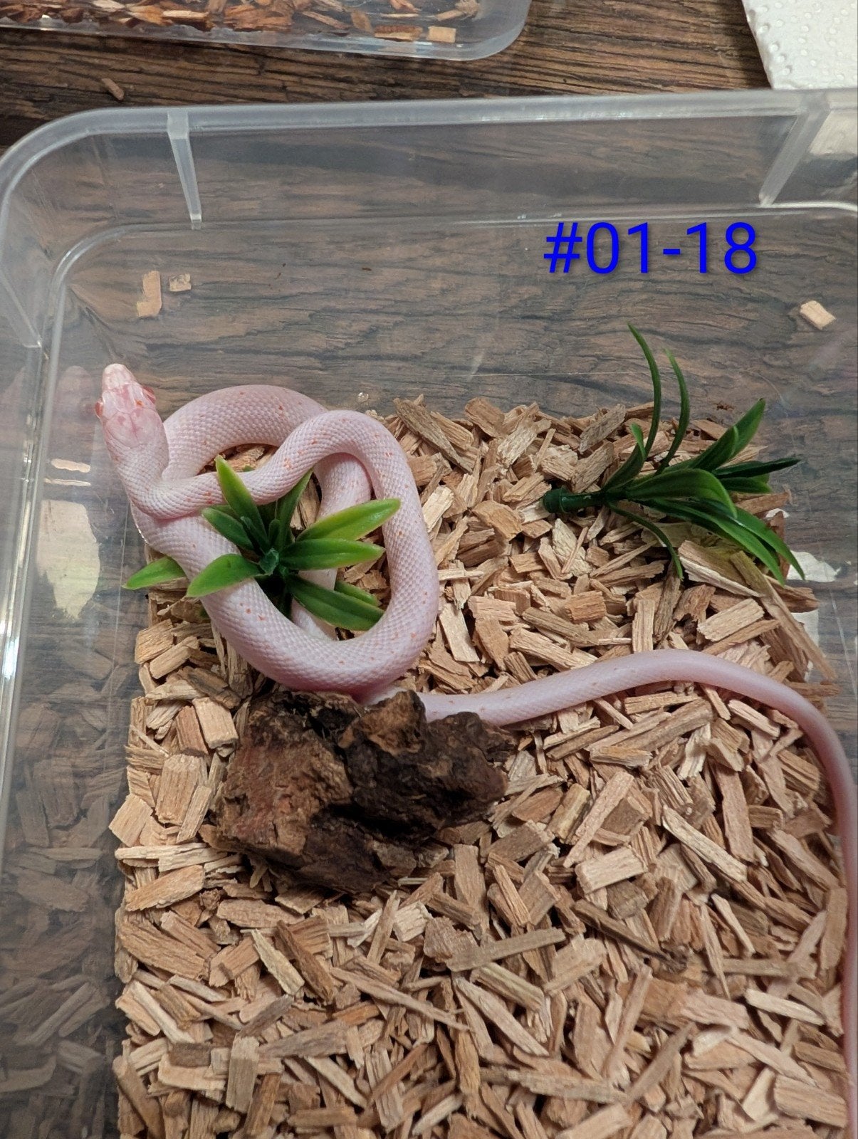 palmetto(Amel) rattenslang Rat Snake photo 2