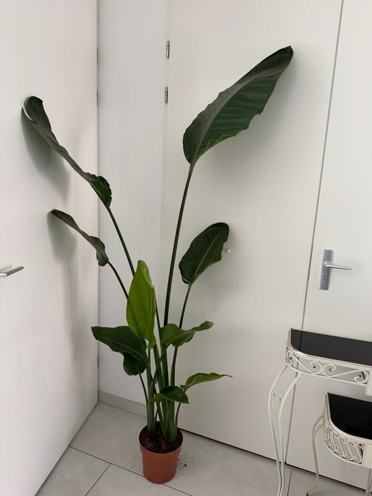 Grote Strelitzia Nicolai - Paradijsvogelplant, Huis en Inrichting, Kamerplanten, Overige soorten, In pot, 150 tot 200 cm, Groene kamerplant