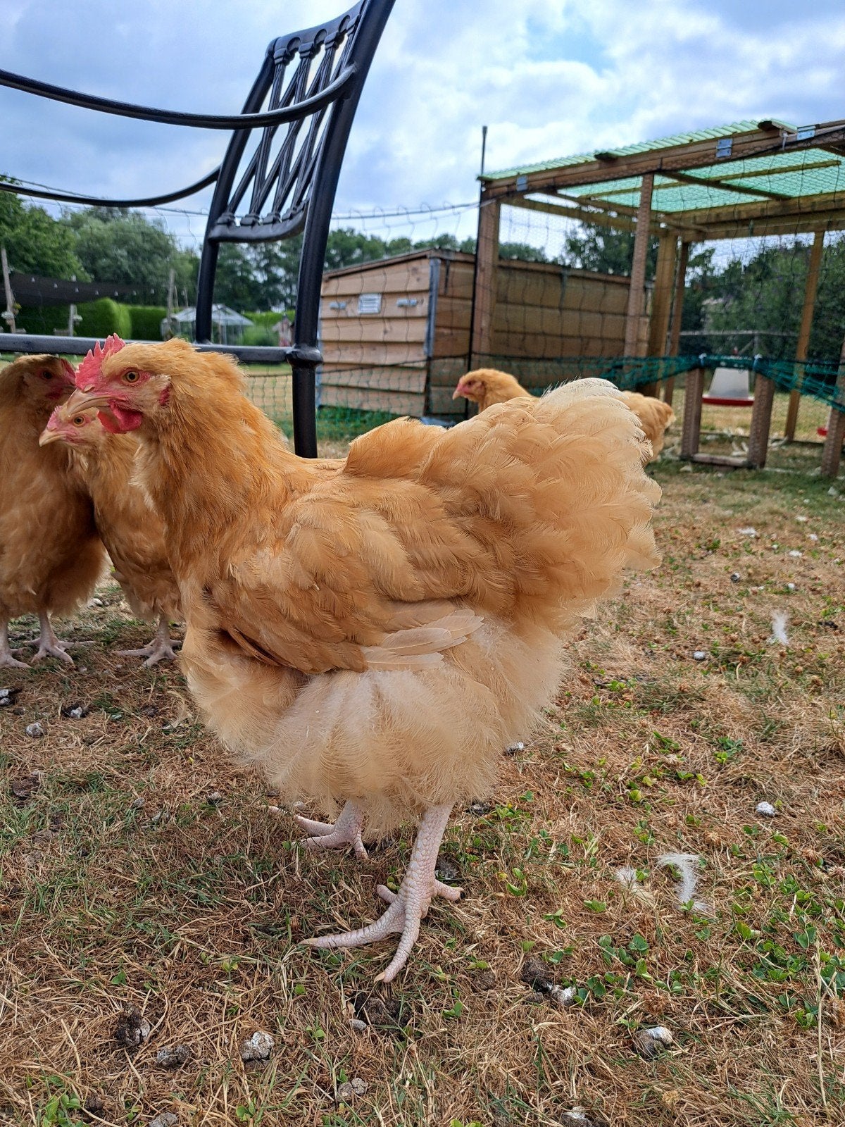 Orpington Haan, Dieren en Toebehoren, Pluimvee, Mannelijk, Kip