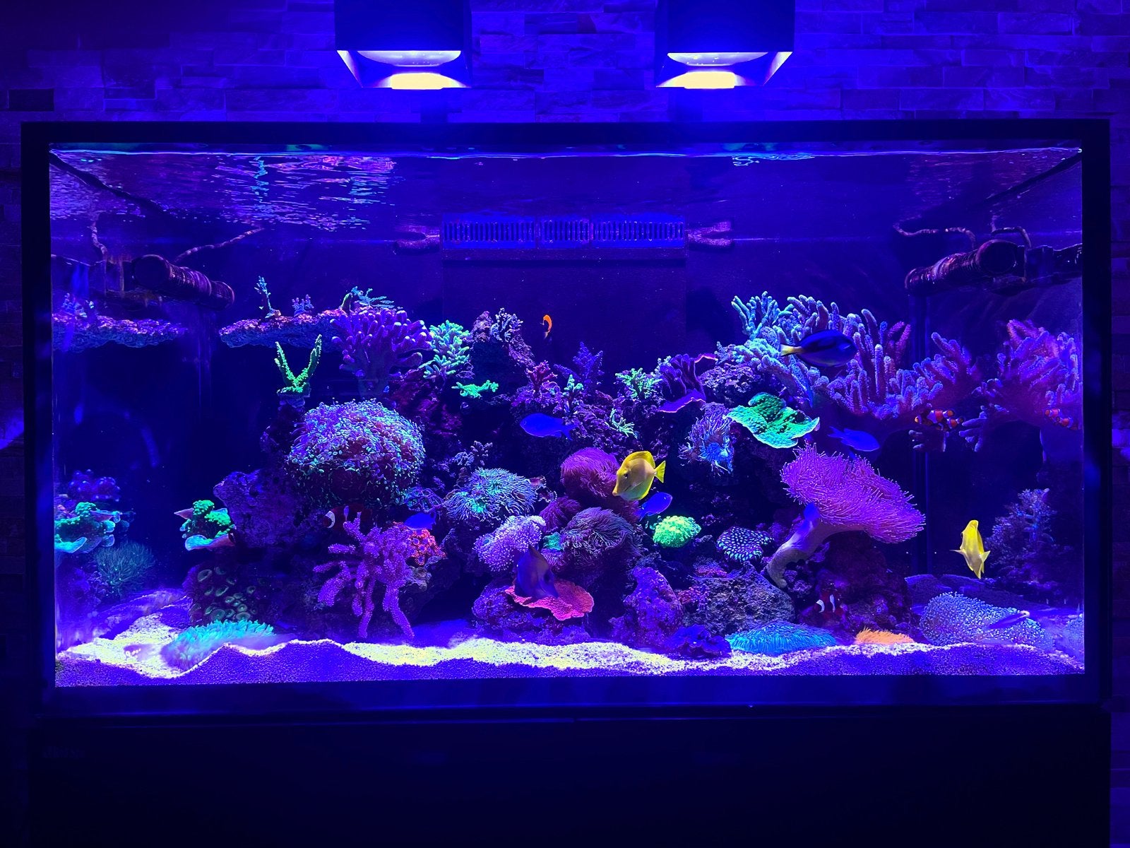 Redsea reefer S 550 G2+, Ophalen, Red Sea, Overige typen, App-bediening