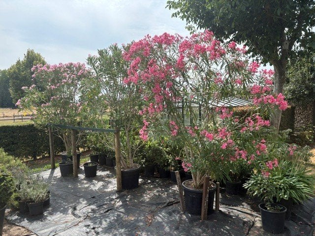 Oleander (groot formaat ), Volle zon, Vaste plant, Zomer, Ophalen