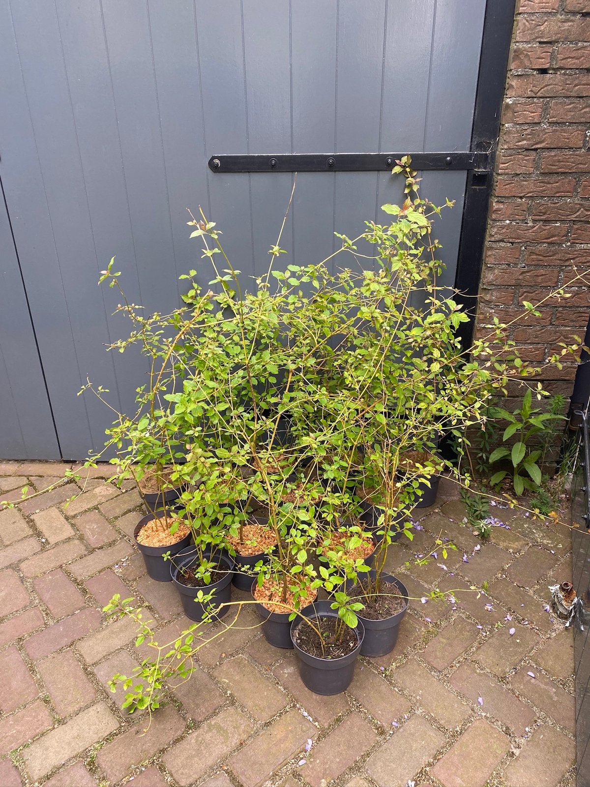 14 x Cornus stolonifera 'Flaviramea’ - Canadese kornoelje, Tuin en Terras, Planten | Struiken en Hagen, Ophalen, Overige soorten