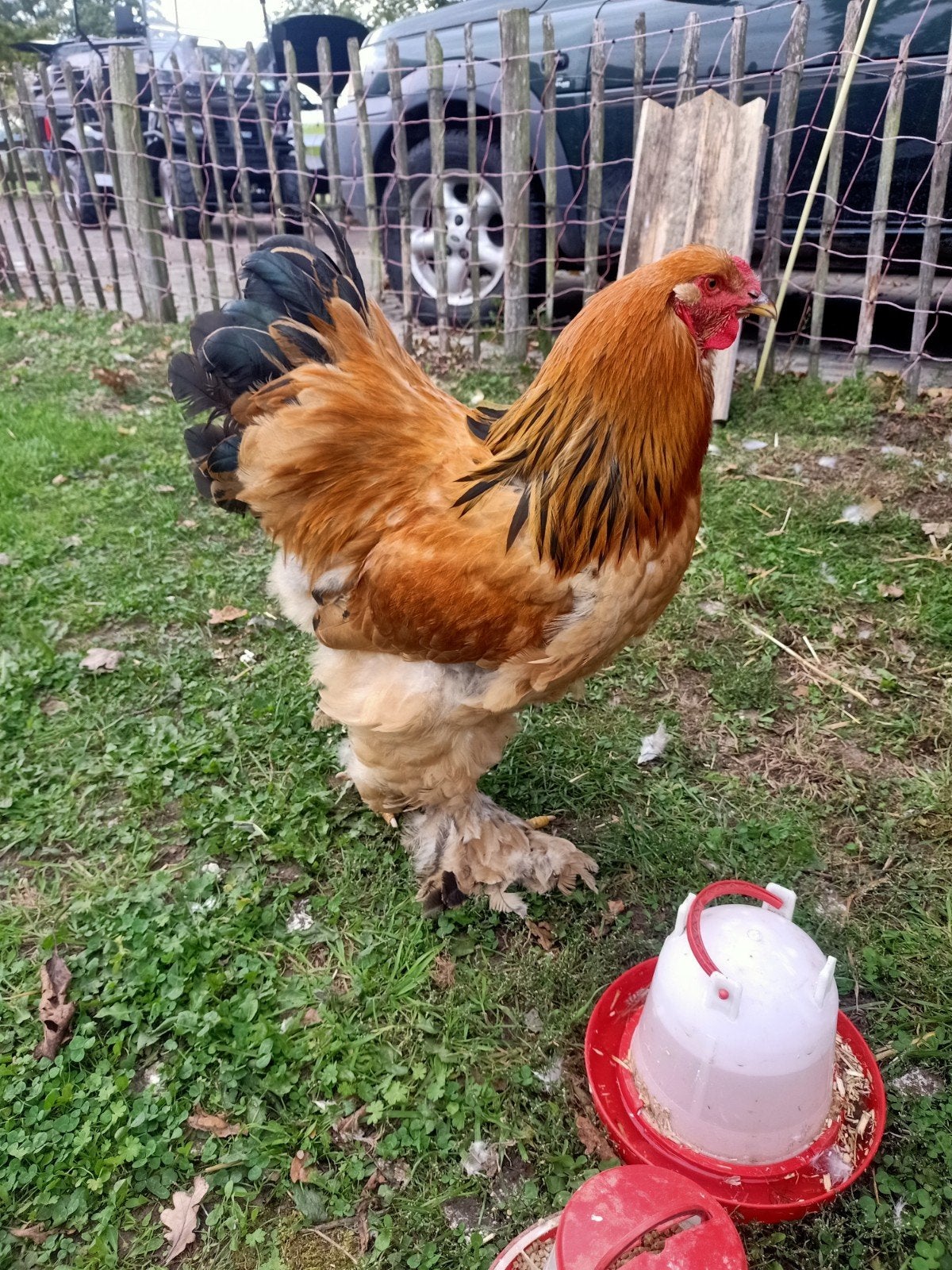 Jonge Brahma haan april 2026, Dieren en Toebehoren, Mannelijk, Kip