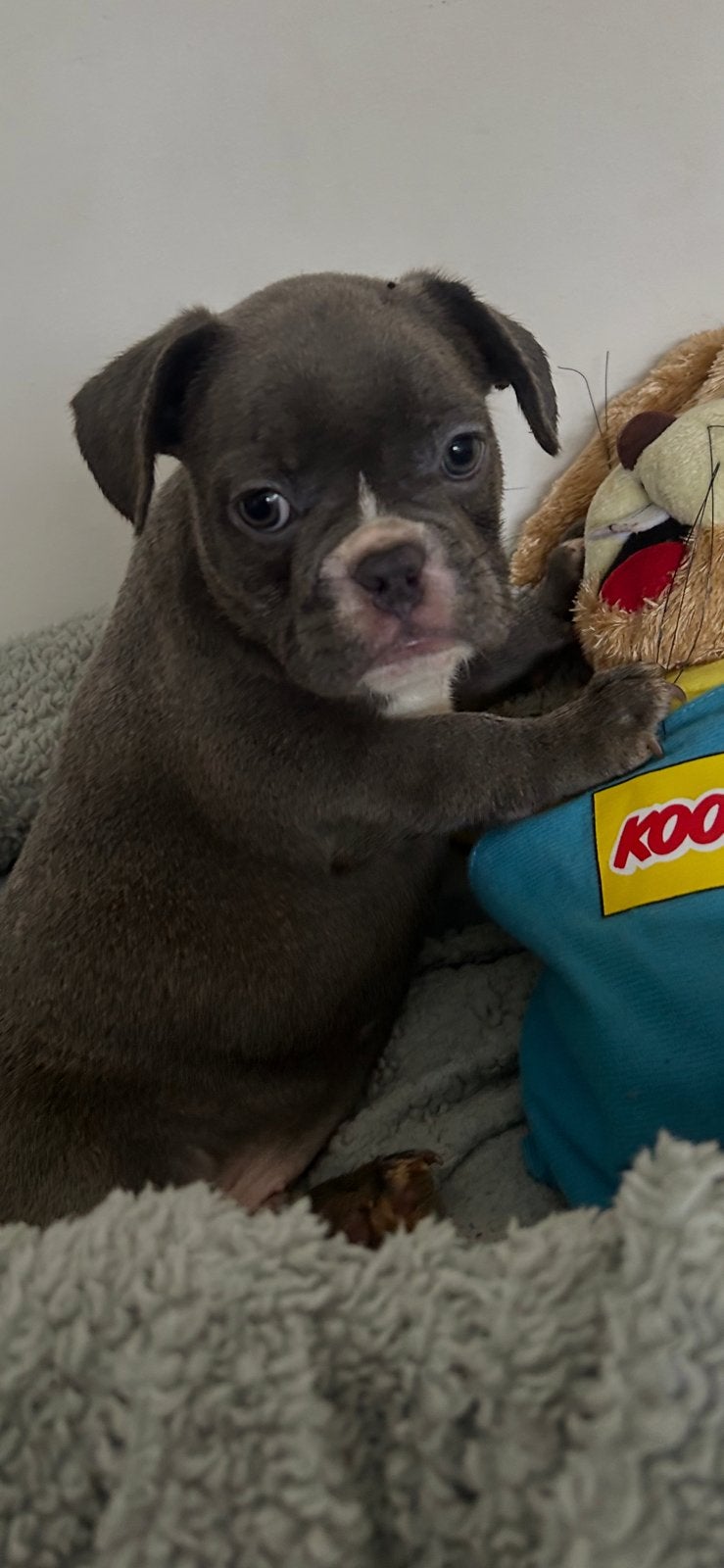 Franse bulldog pup, Parvo, Reu, 8 tot 15 weken, Bulldog