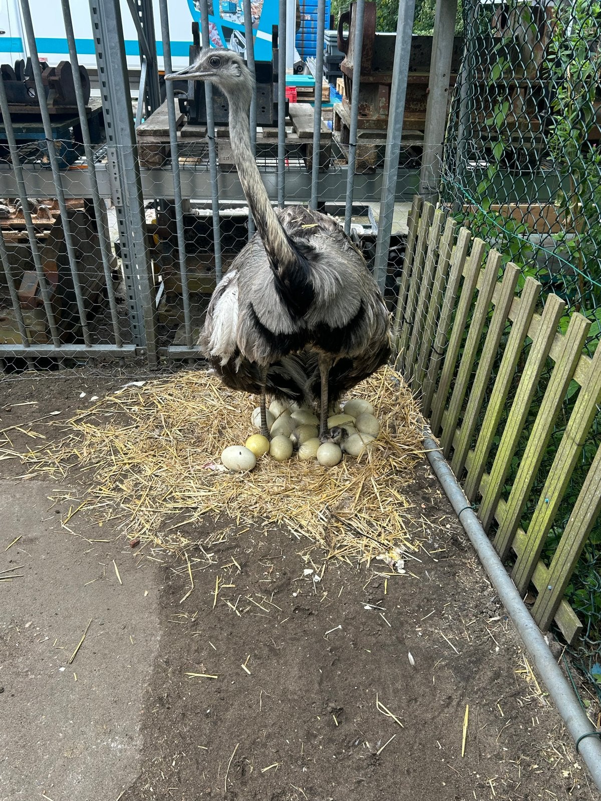 Trio nandoes, Dieren en Toebehoren, Meerdere dieren, Tropenvogel, Tam