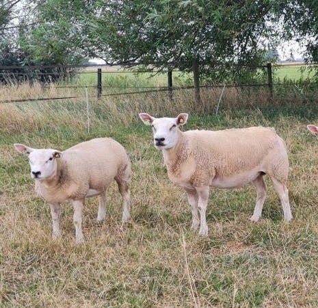 Engelse texelaars te koop, Dieren en Toebehoren, Schapen, Geiten en Varkens, Schaap, Meerdere dieren