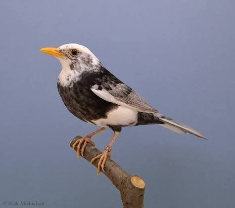 merel, Dieren en Toebehoren