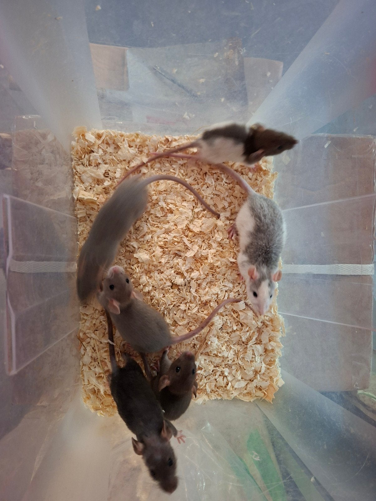 6 lieve rittens, Dieren en Toebehoren, Knaagdieren, Rat, Mannelijk, Mei, Tam