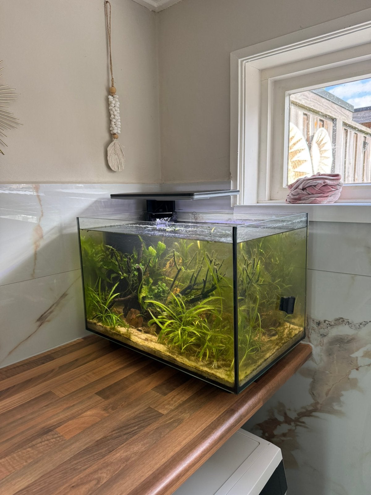 SuperFish aquarium Quadro 70 Pro zwart Aquarium, Ophalen, Zo goed als nieuw, Gevuld zoetwateraquarium