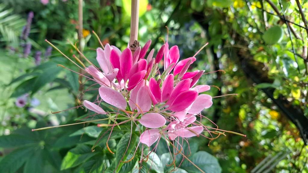 Kattensnor zaden, Cleome hassleriana, Verzenden, Volle zon