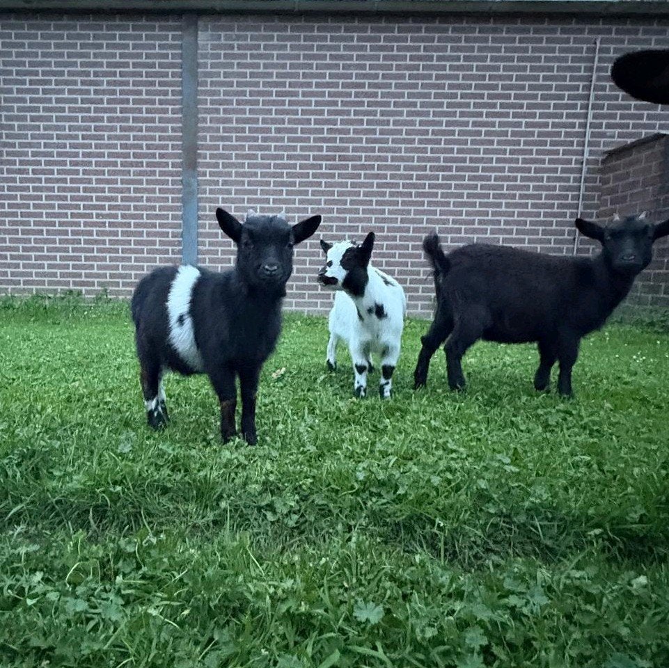 Geitjes en bokjes te koop, Meerdere dieren, Geit