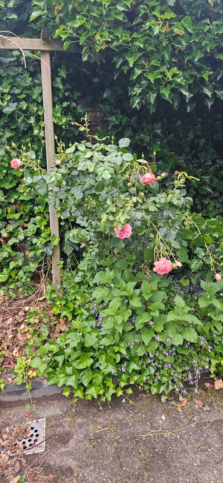 Rozenstruik met prachtige roze bloemen, Tuin en Terras, Ophalen, Zomer, Vaste plant, Klimplanten