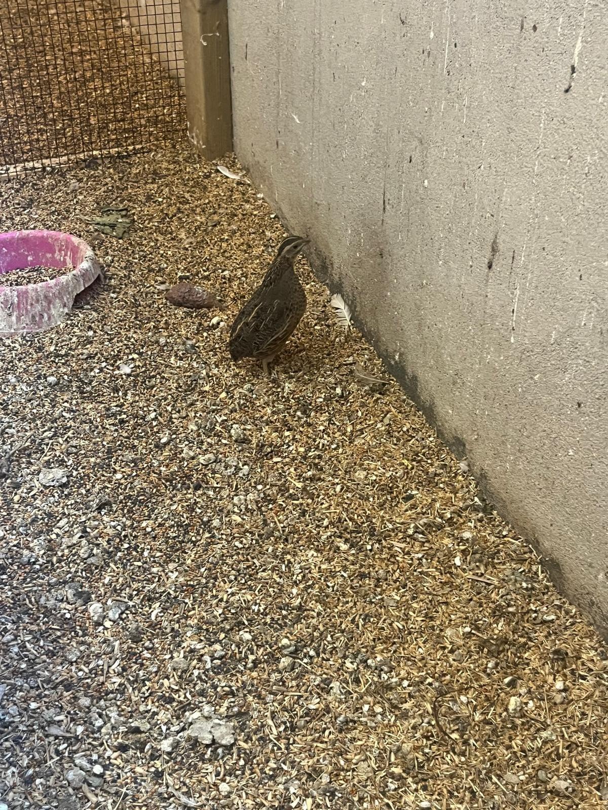 Koppel Harlekijn kwartels, Meerdere dieren, Tam