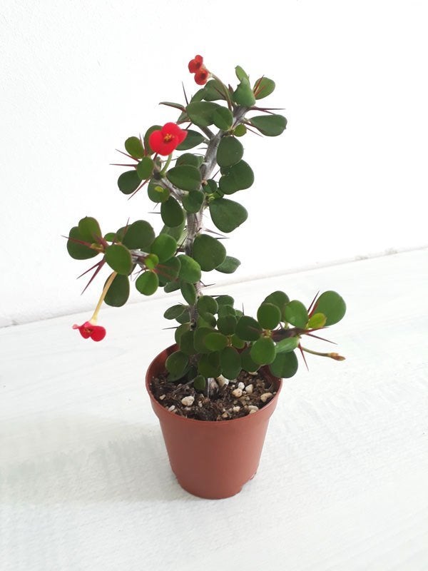 Dwerg Christusdoorn - Klein blad, Vetplant, Minder dan 100 cm, Bloeiende kamerplant, Halfschaduw