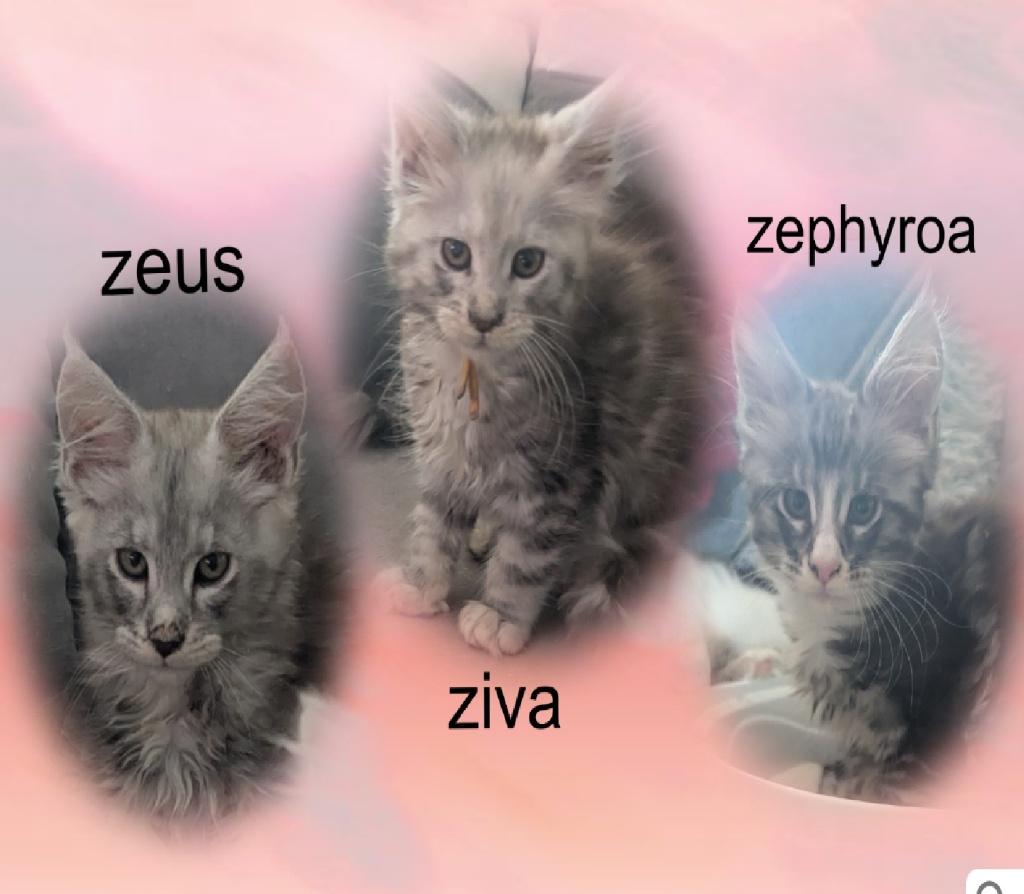 Prachtige maine coon kitten katers met stamboom!, Kater, Met stamboom, 0 tot 2 jaar