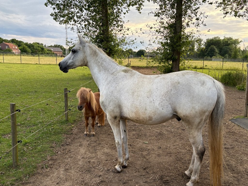 Weidemaatjes aangeboden shetlander en arabisch volbloed ruin, Dieren en Toebehoren, Pony's, E pony (1.48m - 1.57m), Met stamboom