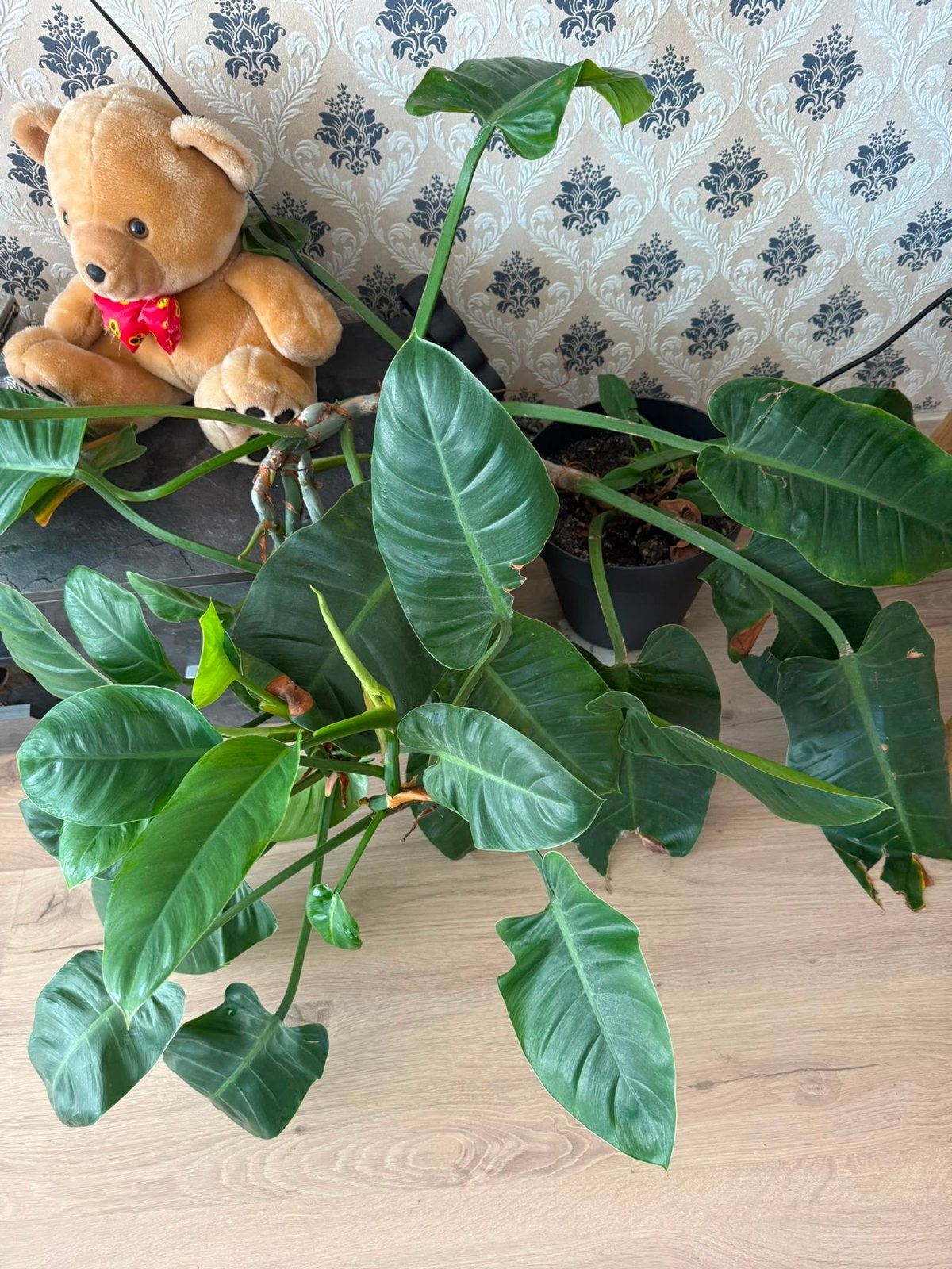 Twee Grote Philodendron plant - Ideaal voor binnen, Tuin en Terras, Planten | Tuinplanten, Vaste plant, Bloeit niet, Halfschaduw