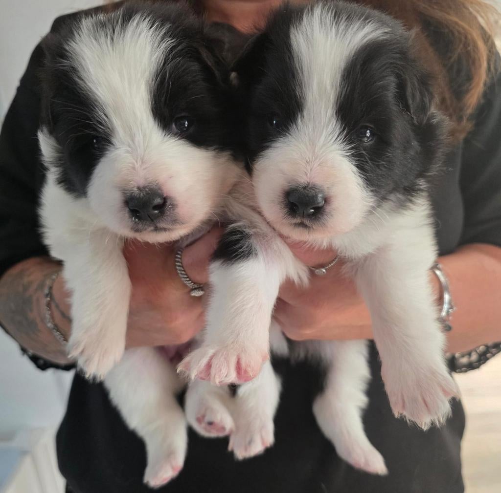 Pups 90 % samojeed, 8 tot 15 weken, Teef, Poolhond, Meerdere